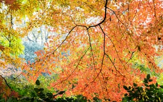 Картинка осень, листья, природа, деревья, пейзаж, цвета, красота