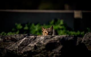 Картинка кот, природа, животные, скала, зеленый, дикий, пейзаж