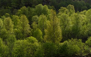 Картинка лес, деревья, природа, зелень, освещение, пейзаж, весна