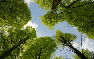 Картинка деревья, небо, лес, природа, зелень, освещение, пейзаж