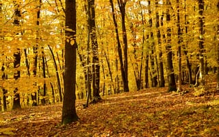 Картинка осень, лес, деревья, жёлтые листья, пейзаж, природа, парк