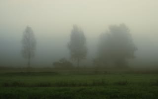 Картинка туман, природа, деревья, пейзаж, утро, мгла, зелень
