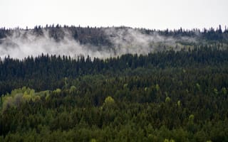 Картинка лес, природа, туман, деревья, пейзаж, горы, зеленый