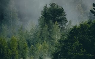Картинка природа, лес, туман, река, пейзаж, отражение, спокойствие, зелень
