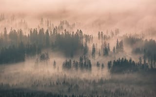 Картинка лес, туман, природа, пейзаж, деревья, горы, утро