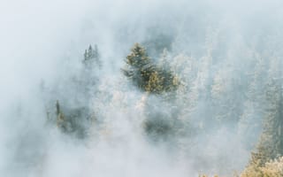 Картинка лес, туман, природа, деревья, пейзаж, мгла, спокойствие