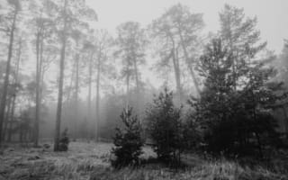 Картинка лес, туман, природа, деревья, черно-белый, пейзаж, тишина
