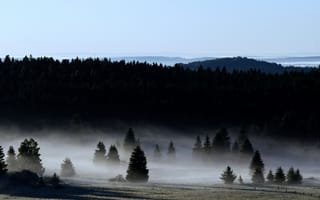 Картинка лес, туман, природа, пейзаж, утро, деревья, горы