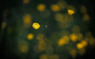 Картинка цветы, желтые, природа, фото, обои, растения, красота