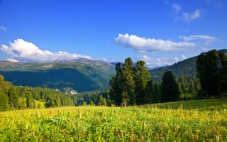 Картинка природа, горы, лес, небо, пейзаж, цветы, зелень