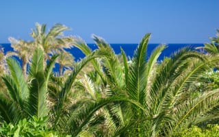 Картинка пальмы, море, природа, пейзаж, лето, отдых, синий