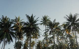 Картинка пальмы, небо, природа, тропики, ландшафт, лето, отдых