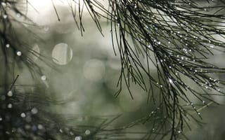Картинка природа, капли, ветки, размытость, зелень, свет, фото
