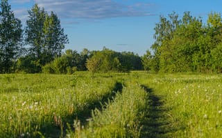 Картинка природа, пейзаж, трава, деревья, небо, дорожка, лето, зелень