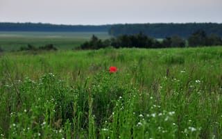 Картинка пейзаж, цветы, поле, природа, красный, лето, зелень