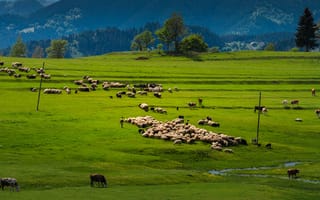 Картинка пейзаж, природа, овцы, горы, зеленое поле, сельская местность, животные