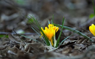Картинка цветы, крокусы, природа, весна, желтый, листья, фото