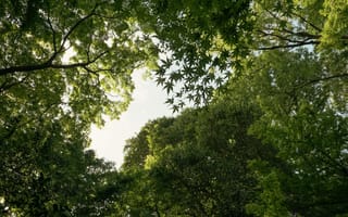 Картинка лес, деревья, природа, зелень, небо, освещение, пейзаж