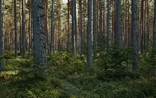 Картинка лес, деревья, природа, пейзаж, зелень, освещение, мирный