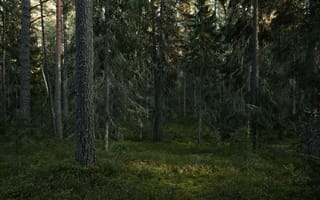 Картинка лес, природа, деревья, мрак, тишина, зеленый, пейзаж