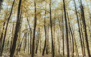Картинка лес, деревья, осень, природа, пейзаж, свет, зеленый