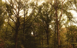Картинка лес, деревья, природа, осень, пейзаж, зеленый, свет