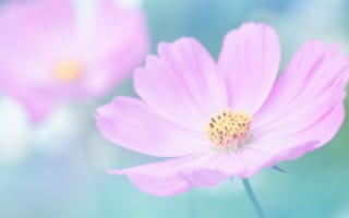 Картинка цветы, розовый, природа, красота, фото, обои, мягкий