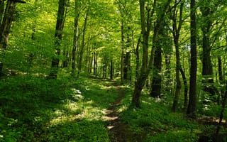 Картинка лес, природа, зелень, пейзаж, деревья, тропа, освещение