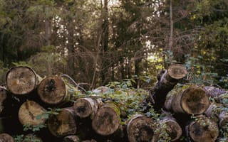 Картинка лес, деревья, пни, природа, пейзаж, древесина, экология, растительность
