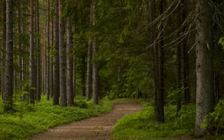 Картинка лес, пейзаж, природа, деревья, тропа, зелень, тишина