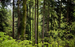 Картинка лес, деревья, природа, зелень, освещение, пейзаж, весна