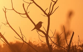 Картинка птица, закат, силуэт, природа, дерево, пейзаж, освещение