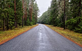 Картинка дорога, лес, природа, пейзаж, мокро, осень, тишина