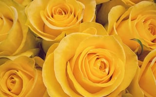 Картинка желтые розы, цветы, букет, природа, красота, праздник, декор