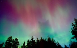 Картинка северное сияние, небо, природа, лес, звезды, цвета, ночь