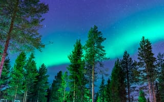 Картинка северное сияние, деревья, ночное небо, звезды, природа, пейзаж, космос