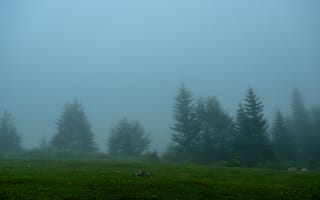Картинка туман, лес, природа, мгла, деревья, пейзаж, зеленый