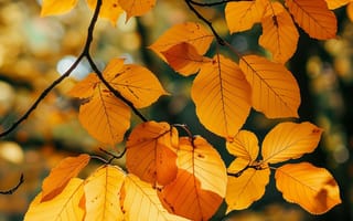 Картинка осень, листья, природа, дерево, желтый, пейзаж, свет