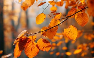 Картинка осень, листья, природа, дерево, золотой, пейзаж, свет