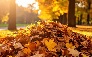 Картинка осень, листья, парк, пейзаж, солнце, природа, золотой