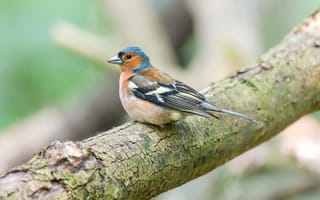 Картинка птица, филин, природа, ветка, лес, дикие животные, пернатые