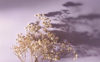 Картинка цветы, ветка, тень, фон, пастель, декор, натюрморт, красота, природа, минимализм