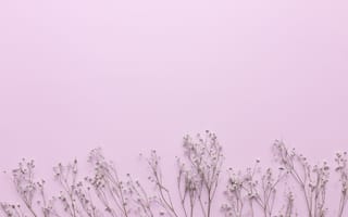 Картинка цветы, фоновое изображение, розовый, растения, декор, натуральные, минимализм, природа, стебли, красота