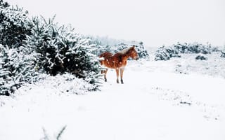 Картинка лошадь, животное, зима, снег, белый, мороз
