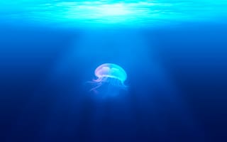 Картинка подводный мир, подводный, океан, море, медуза, щупальца, глубоко, вода, животное