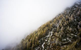 Картинка горы, гора, природа, дерево, лес, деревья, лесной, зима