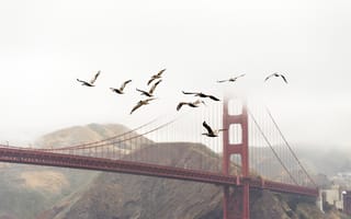 Картинка мост, мосты, мост Золотые Ворота, Золотые Ворота, Сан Франциско, Калифорния, США, птицы, стая, туман, дымка