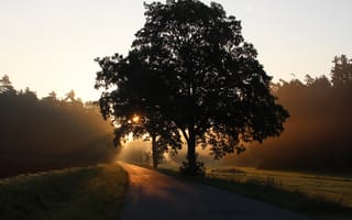 Картинка дерево, Дорога, закат, Восход, солнце, лучи, лес, Бавария, Германия