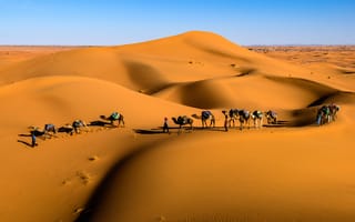 Картинка животные, природа, пустыня, верблюд, караван