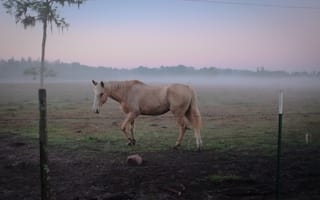 Картинка лошади, конь, животные